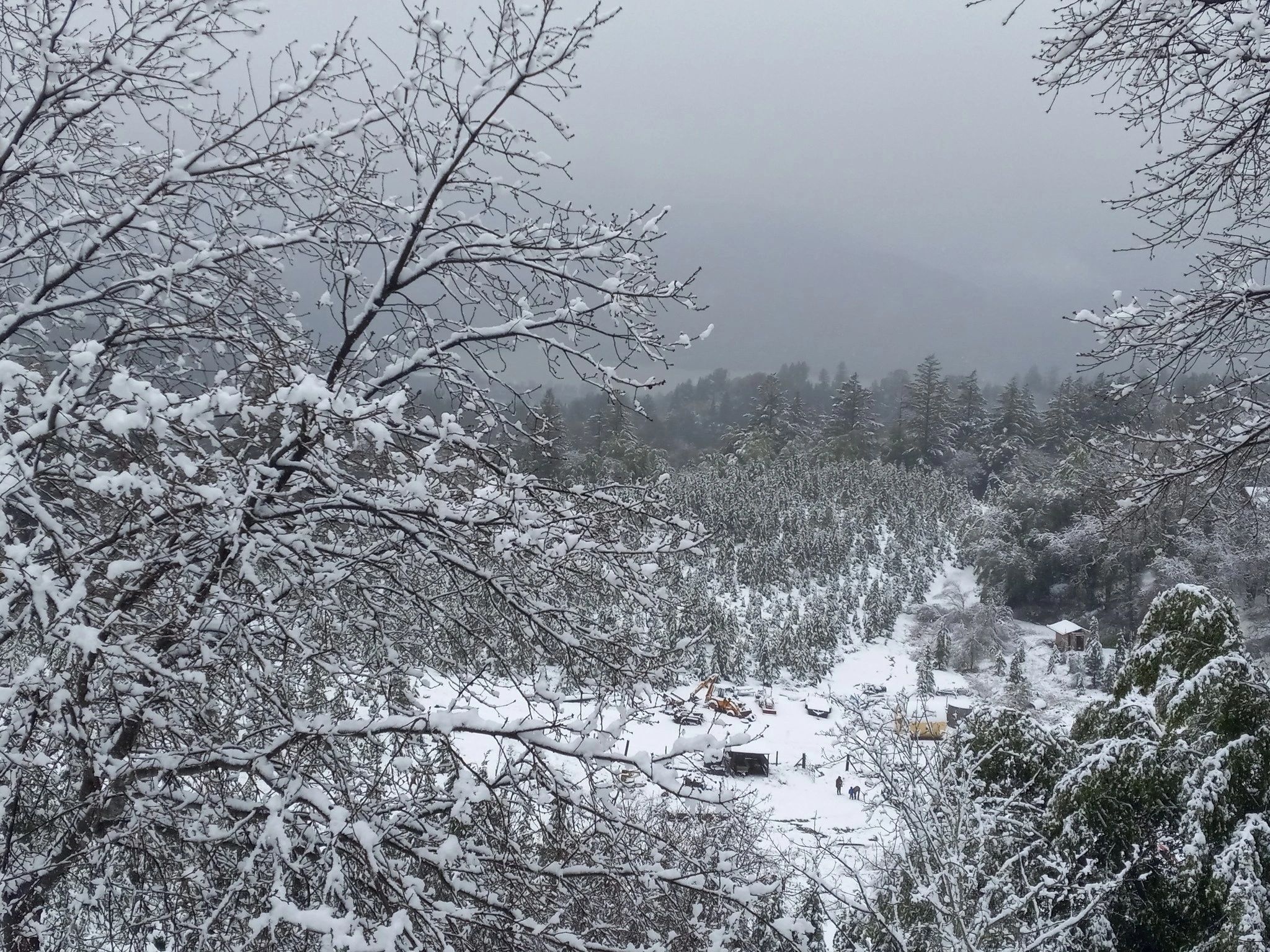 An original photograph of snow covering the trees and hillside at Lone Star Tree Farm